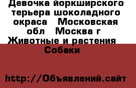 Девочка йоркширского терьера шоколадного окраса - Московская обл., Москва г. Животные и растения » Собаки   